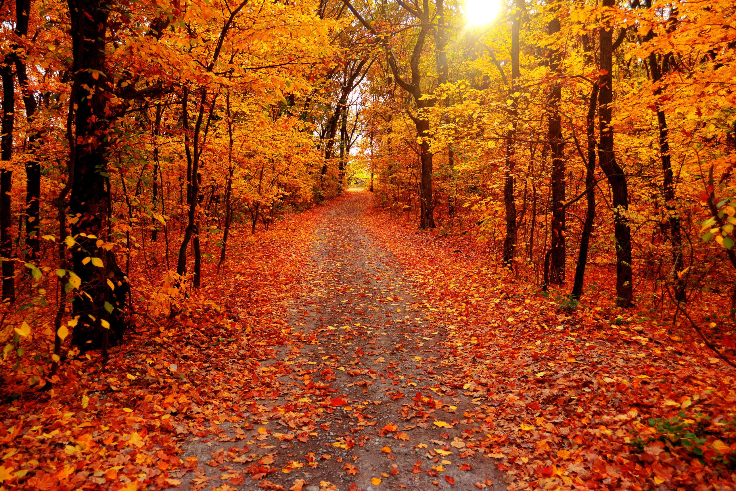 Autumn landscape forest. Yellow trees and road with sun